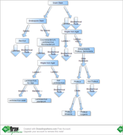 Editable Microbiology Unknown Flow Chart Template Doc