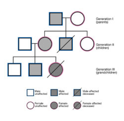 Free  3 Generation Pedigree Chart Template Doc Sample