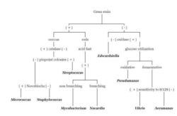 Free  Microbiology Unknown Flow Chart Template Word