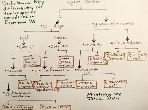 Free  Microbiology Unknown Flow Chart Template