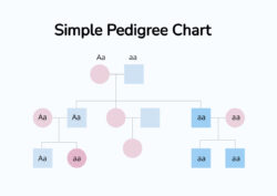 Free Custom 6 Generation Pedigree Chart Template Pdf Sample